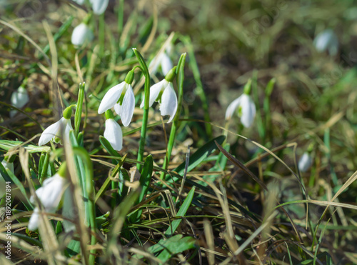 White snowdrop flower in springtime