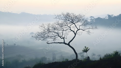 Bare tree silhouette in misty morning landscape image