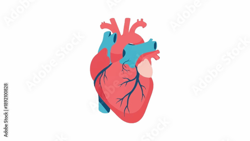A detailed anatomical illustration of a human heart, showcasing its major arteries and veins in a modern flat design style.