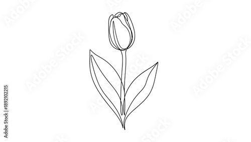 Single tulip flower depicted in an elegant continuous line art style for a minimalist and modern floral design.