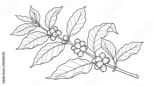 Detailed coffee branch drawing with leaves and berries in black and white sketch style for cafe menu design or organic coffee branding.