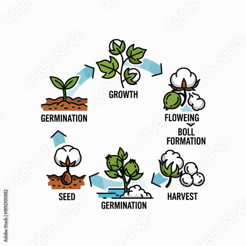 The Complete Cotton Plant Life Cycle Stages From Seed to Harvest Explained