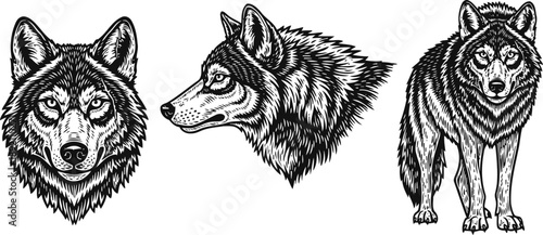 Detailed black and white illustration of fierce wolf head, profile, and full body standing pose