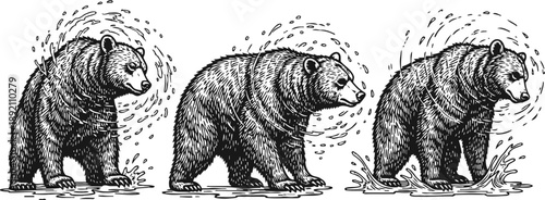Hand drawn black bear in water splashes set wild animal, nature wildlife illustration in detailed sketch