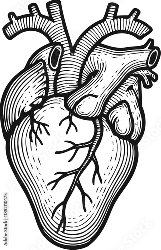 Detailed black and white anatomical heart illustration with veins and arteries, vintage medical drawing