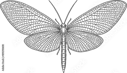 Detailed illustration of a lacewing insect with transparent veined wings and segmented body