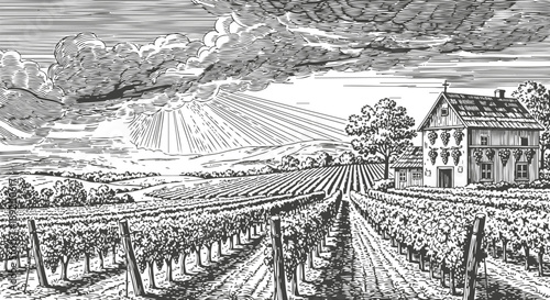 Rustic vineyard landscape with rows of grapevines and a farmhouse under cloudy sky and sun rays