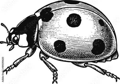 Detailed black and white ladybug illustration with distinct spots and textured shading