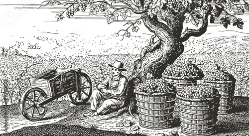 Vintage grape harvesting scene with farmer resting under tree and baskets full of grapes