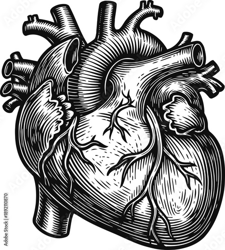 Detailed anatomical human heart illustration with veins and arteries cross section in vintage engraving
