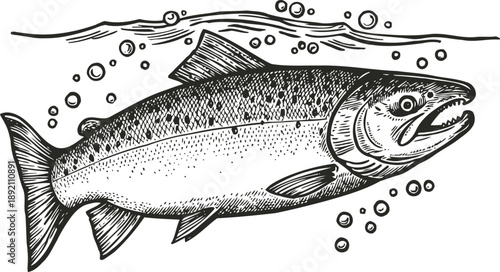 Detailed hand drawn salmon fish illustration with water bubbles, aquatic wildlife engraving