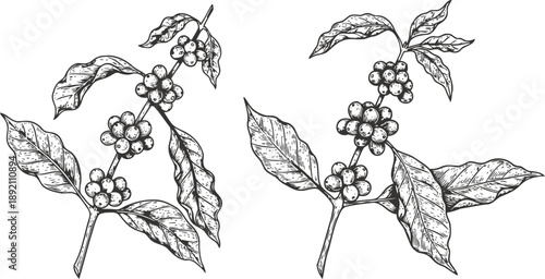 Hand drawn coffee plant branches with leaves and coffee cherries detailed botanical illustration