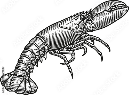 Detailed vintage lobster illustration hand drawn crustacean seafood sketch with intricate shell and claw patterns
