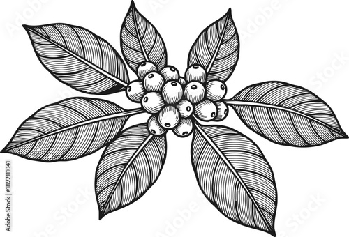Botanical illustration of coffee branch with leaves and berries in vintage