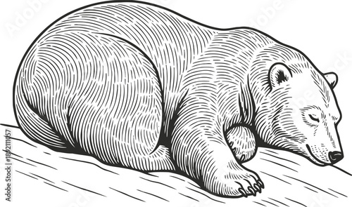Sleeping bear resting peacefully on ground wildlife animal nature sketch illustration in black and white