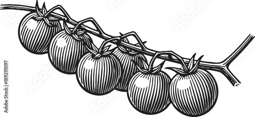 branch of ripe tomatoes hanging with stems and leaves vintage botanical black and white drawing of fresh garden vegetables