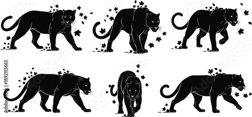 Black panther silhouettes set showing walking wild big cats, powerful jungle predator poses, wildlife animal illustrations isolated on white background vector collection