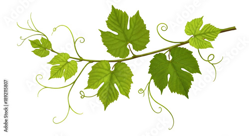 grape vine leaves