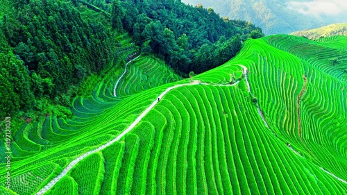 Wallpaper Mural Aerial shot of spectacular green rice terrace fields and winding road on the mountain in Guilin, China. Famous Longji Terraced Fields natural landscape in summer. Torontodigital.ca