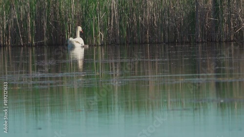 Mute swan (Cygnus olor) and their cygnet swim on a pond. Slow motion.