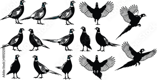 Pheasant bird silhouette set showing flying and standing poses wildlife illustration collection isolated on white background for nature, hunting, ornithology, and graphic design use