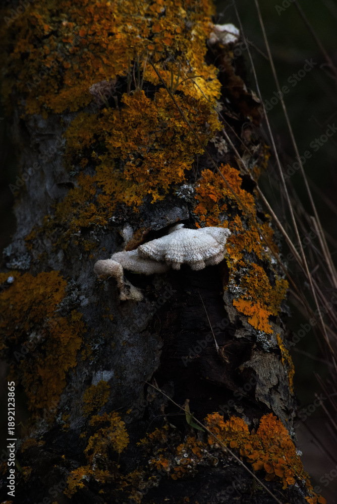 Obraz premium Gillies or split-gills (Schizophyllum commune)