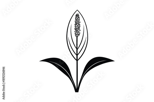 Simple black and white illustration of a peace lily plant with flower and leaves isolated on white