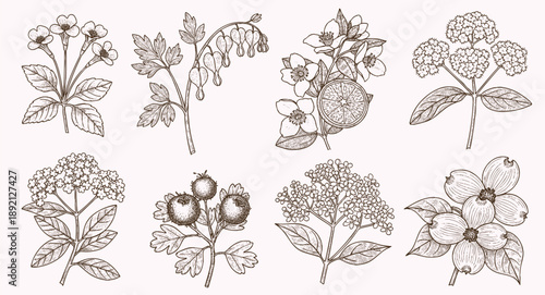 Elegant floral sprig illustration featuring delicate leaves and blossoms, minimal botanical design for timeless compositions.