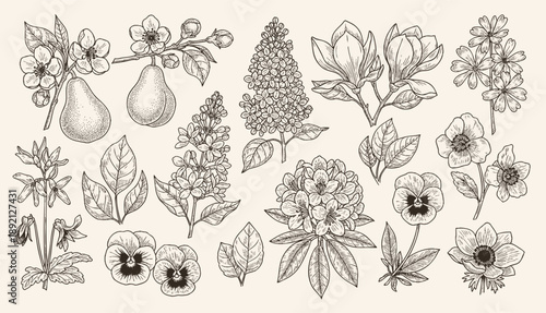 Detailed botanical line art set showing various types of leaves and a berry branch for classic nature-inspired illustrations and design work.