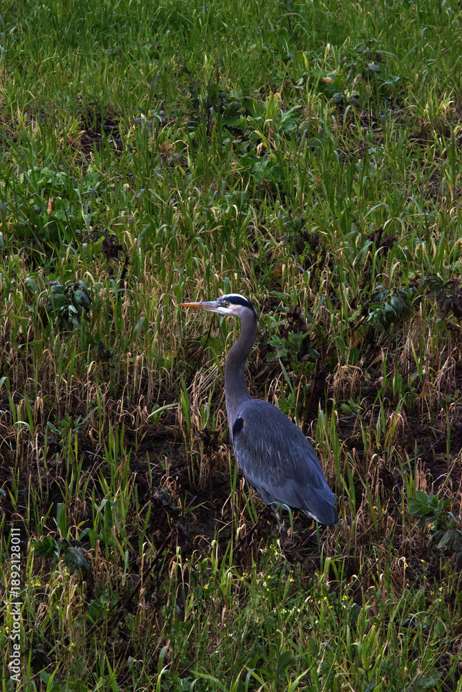 Fototapeta premium great blue heron in field (Ardea herodias)