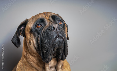 Εκτύπωση καμβά 2026-01-24 A CLOSE UP PORTRAIT OF A LARGE FAWN COLORED BULLMASTIFF SLIGHTLY LOOK