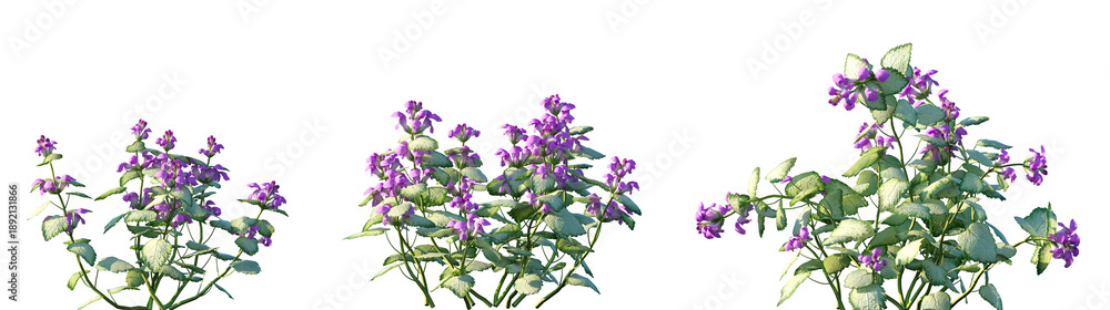 Fototapeta premium Set of Lamium maculatum (also known as spotted dead-nettle, spotted henbit, purple dragon) flowering frontal isolated png on a transparent background perfectly cutout high resolution