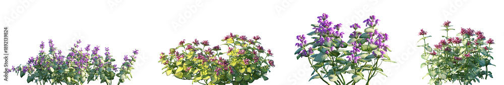 Fototapeta premium Set of Lamium maculatum (also known as spotted dead-nettle, spotted henbit, purple dragon) flowering frontal isolated png on a transparent background perfectly cutout high resolution