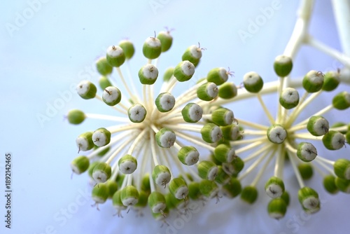 Japanese aralia (Fatsia japonica) flowers and fruits.
Small white flowers bloom from late autumn to early winter, and the fruits ripen to black after flowering.