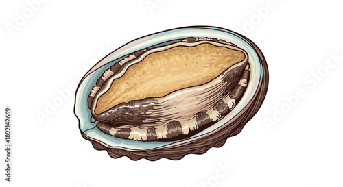 Detailed hand-drawn style illustration of a fresh abalone seashell, a luxury gourmet seafood delicacy, showing its iridescent shell.