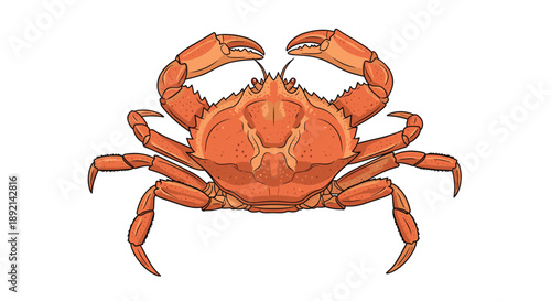 Detailed illustration of a cooked red snow crab, a popular seafood delicacy, shown from a top-down perspective on a white background.