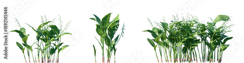 Foto Set of Convallaria majalis (also written as lily of the valley) flowering fronta
