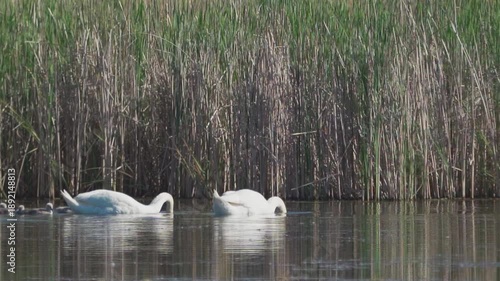 Mute swans (Cygnus olor)  and their cygnets swim on a pond against a backdrop of reeds. Slow motion