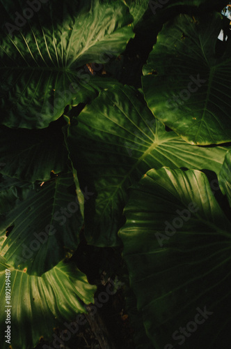 Okinawa tropical nature