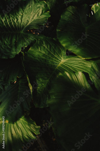 Okinawa tropical nature
