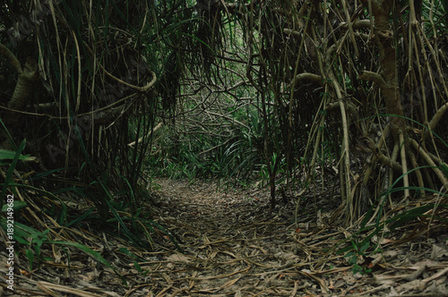 Okinawa tropical nature