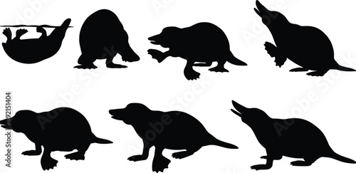 Platypus silhouettes set, black semi-aquatic animal icons, duck-billed platypus illustrations, australian wildlife vector graphics, monotreme symbols isolated on white background, nature