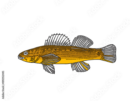 goldfish isolated on white background