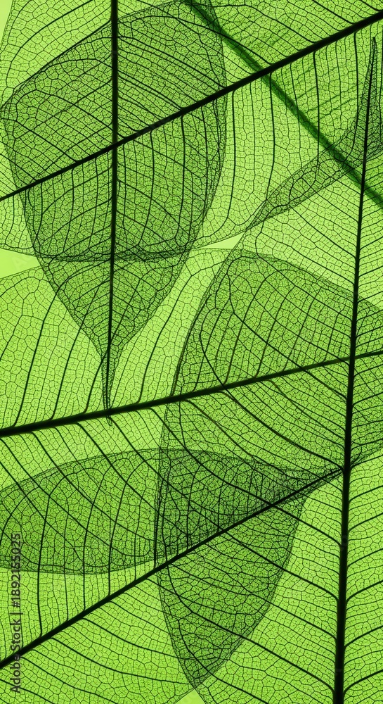 Obraz premium Green Skeleton Leaves Macro Background