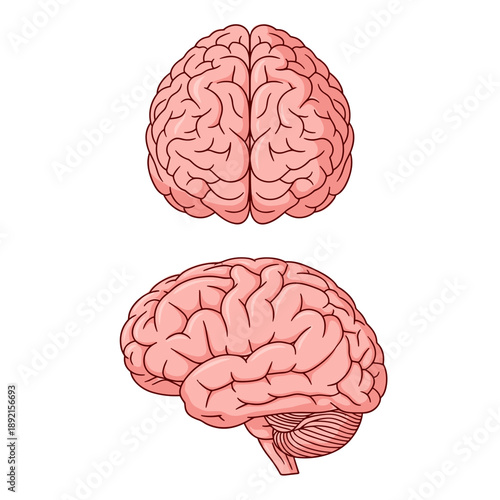 human brain isolated on white