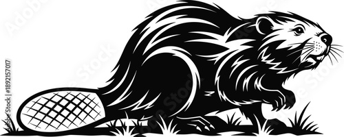 Aggressive beaver silhouette illustration, wild rodent animal vector, detailed black wildlife graphic, powerful forest mammal design isolated on white background