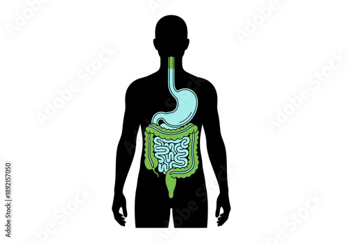 Human Digestive System Silhouette Anatomy Medical Science Healthcare Internal Organs Gastric Intestine Health Concept Awareness Biological