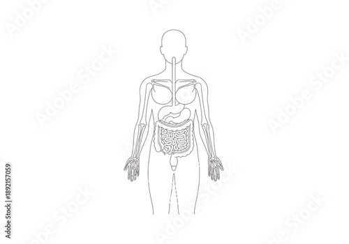 Human Anatomy Digestive System Outline Medical Illustration Full Body View With Organs Detailed Internal Structure Isolated On White Background