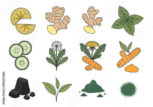Collection of Natural Ingredients for Health and Wellness Including Lemon Ginger Turmeric Mint Cucumber Dandelion Greens Charcoal and Tea Leaves for