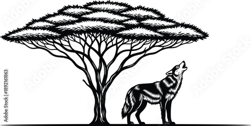 Howling wolf under acacia tree illustration, African savanna wildlife scene, black and white nature artwork, detailed landscape engraving style, minimalist vector design